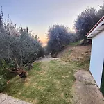 Romana