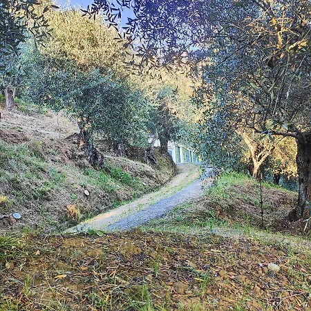 Romana Massaciuccoli